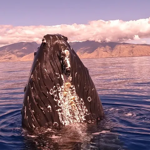 a body of water with a mountain in the background