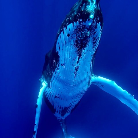 a close up of an animal