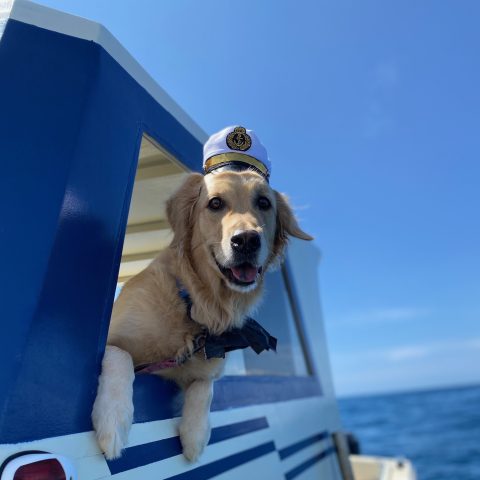 a dog sitting on a boat in the water