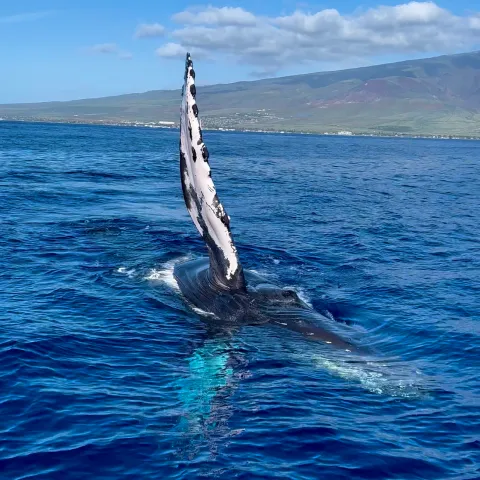 a bird flying over a body of water