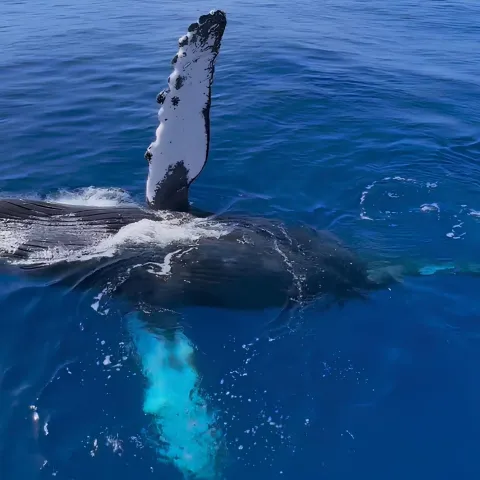 a fish swimming under water