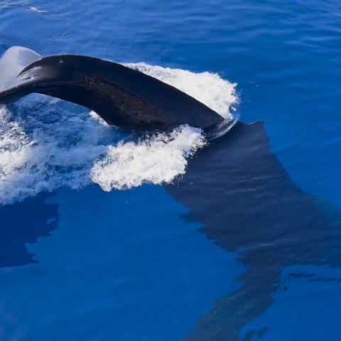 an animal swimming in the water