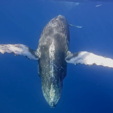 a fish swimming under water