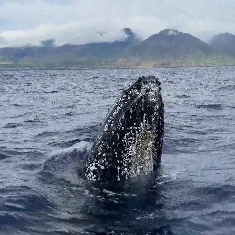a whale jumping out of the water
