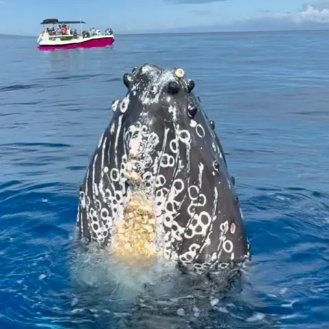 a dog swimming in a body of water