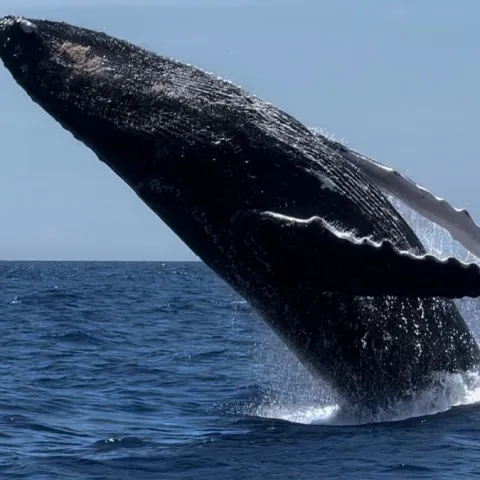 a whale jumping out of the water