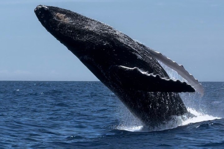 a whale jumping out of the water