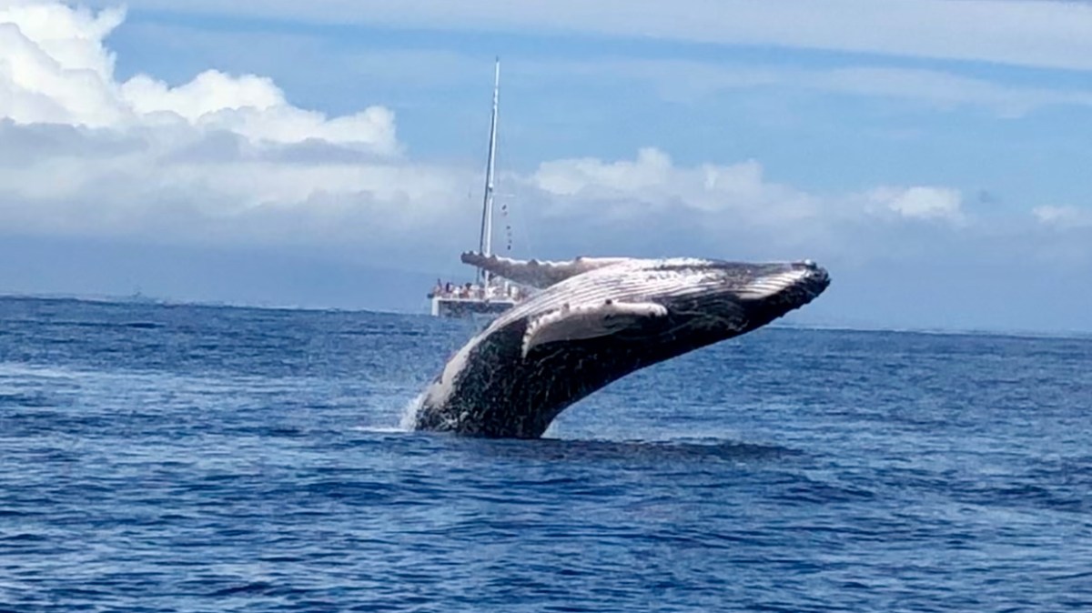 a whale jumping out of the water