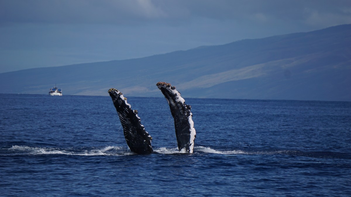 a body of water with a mountain in the background