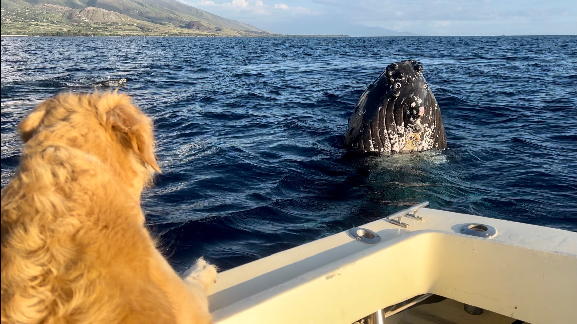 a dog swimming in a body of water