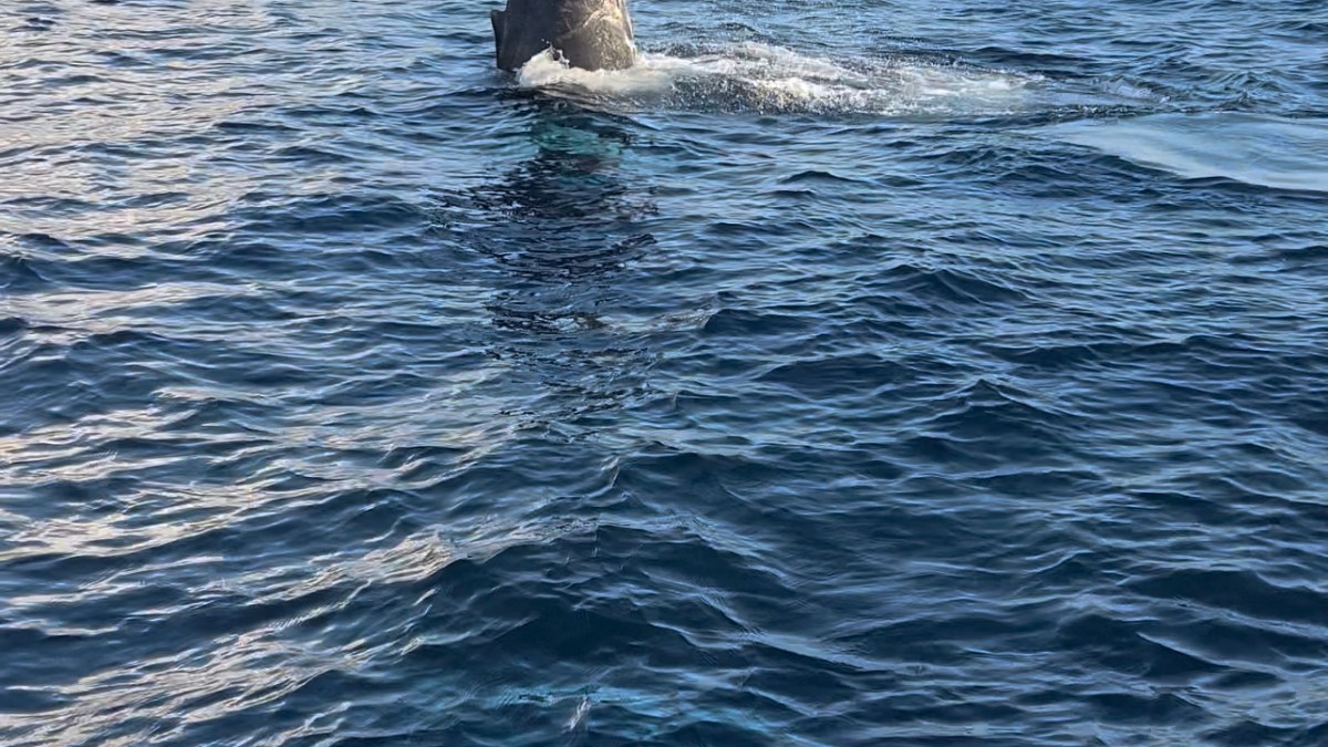 a bird flying over a body of water