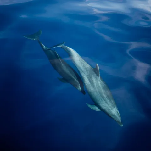 a dolphin swimming under water