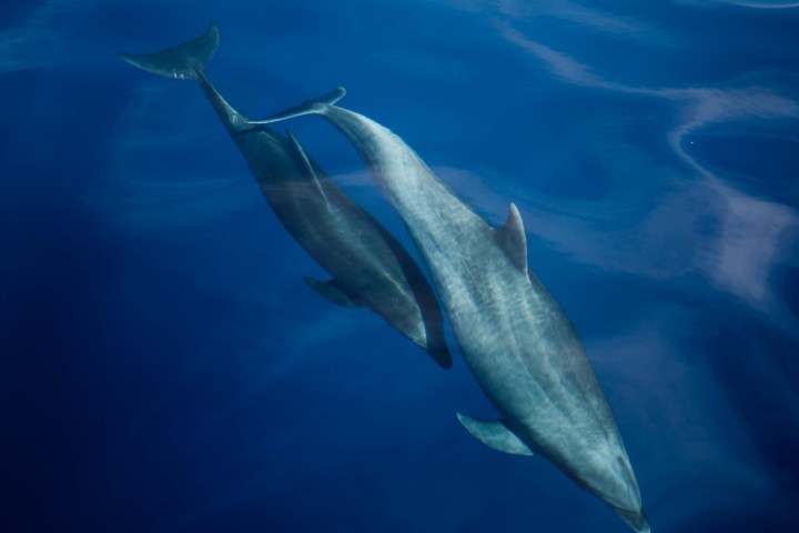 a dolphin swimming under water