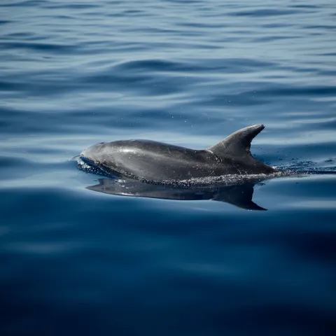 a dolphin jumping out of the water