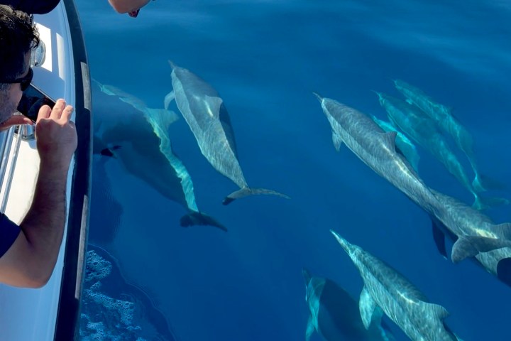 People on a boat observing dolphins swimming in clear blue water.