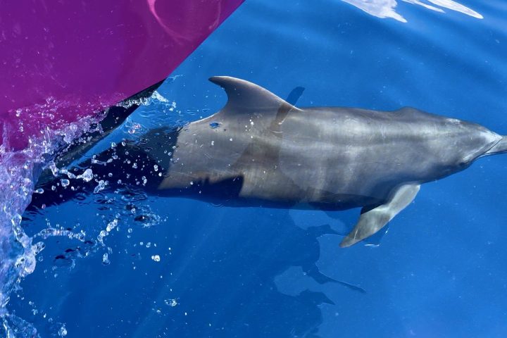 Dolphin swimming near a boat on clear blue water.