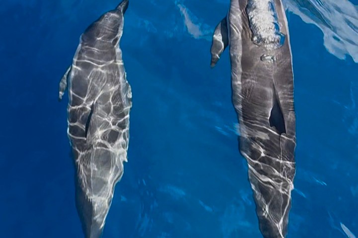 Two dolphins swimming in clear blue water from above.