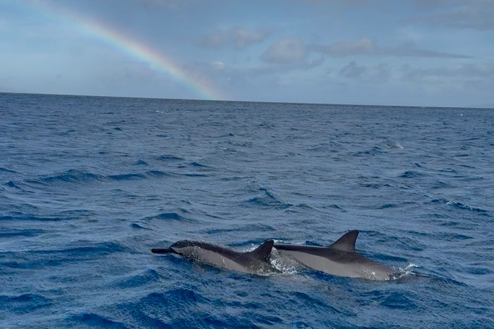 Two dolphins swimming in the ocean with a rainbow in the sky.