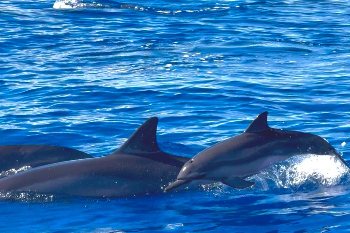 Group of dolphins swimming in the ocean with clear blue water.