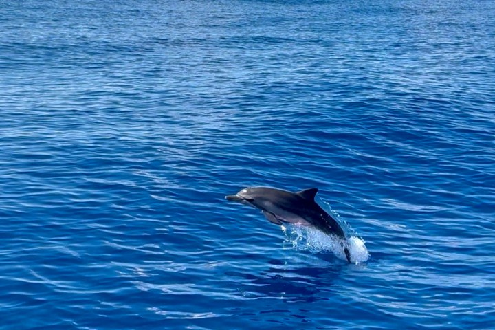 A dolphin leaping out of the ocean under a blue sky.