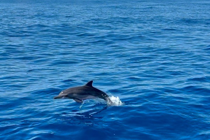 Dolphin jumping out of the ocean under a clear blue sky.