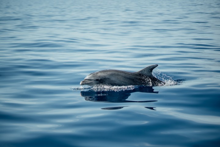 A dolphin swimming gracefully in calm blue ocean waters.